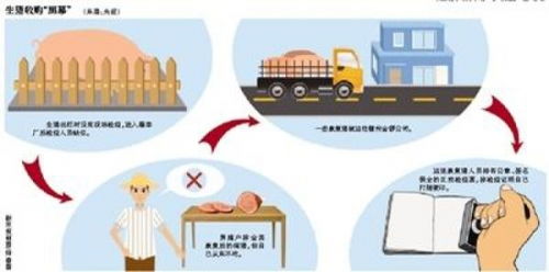 金锣集团病猪事件 管理失序敲响食品安全警钟